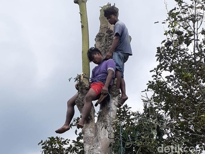Pemuda yang pingsan di atas pohon setinggi 10 meter (Foto: Dok. Polres Blitar)